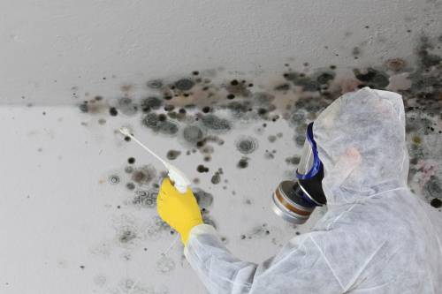 Professional Mold Inspection & Removal Newton IA