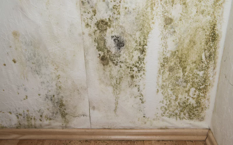 How To Prevent Mold After Water Damage?